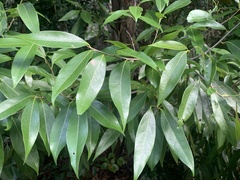 Nectandra coriacea