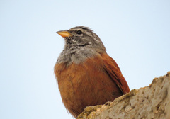Emberiza sahari