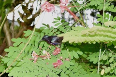 Leptocoma calcostetha