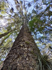 Araucaria angustifolia
