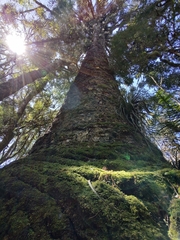 Araucaria angustifolia