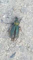 Carabus lineatus lateralis