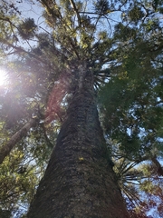 Araucaria angustifolia