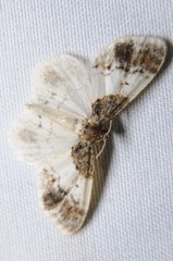 Hydrelia condensata