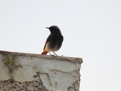Phoenicurus ochruros gibraltariensis