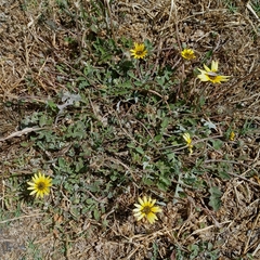 Arctotheca calendula