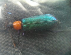 Prionocerus coeruleipennis