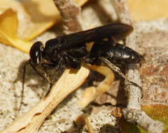 Crabroninae