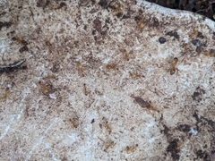 Camponotus festinatus