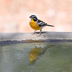 Emberiza flaviventris