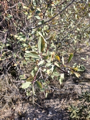 Frangula californica