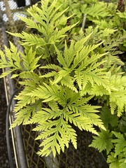 Doryopteris