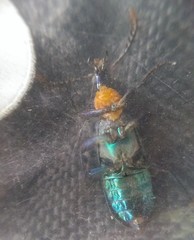 Prionocerus coeruleipennis