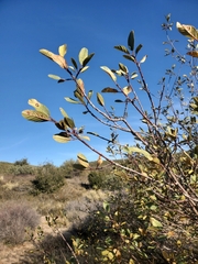 Frangula californica