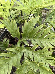 Doryopteris
