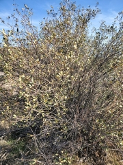 Frangula californica