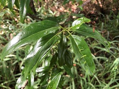Ehretia saligna membranifolia