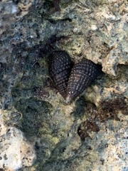 Cerithium lutosum