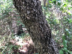 Ehretia saligna membranifolia