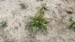 Stillingia spinulosa