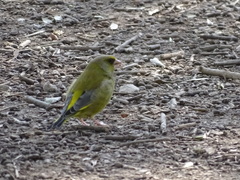 Chloris chloris aurantiiventris
