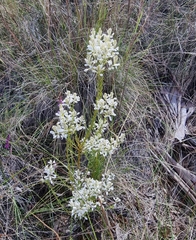 Comesperma ericinum