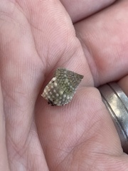 Cenchritis muricatus