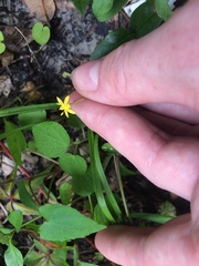 Hypoxis curtissii