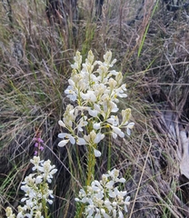 Comesperma ericinum