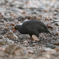 Pternistis adspersus