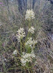 Comesperma ericinum