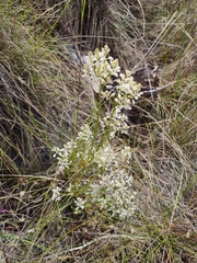 Comesperma ericinum