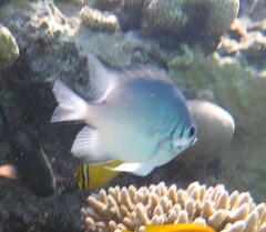 Amblyglyphidodon indicus