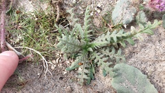 Emmenanthe penduliflora