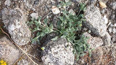 Trichoptilium incisum