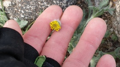 Trichoptilium incisum