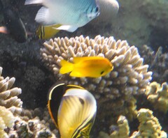 Pomacentrus sulfureus