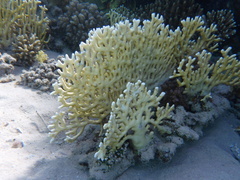 Millepora dichotoma