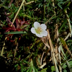 Geranium incanum