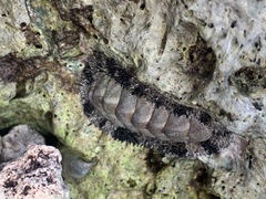 Acanthopleura granulata