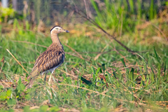 Burhinus bistriatus