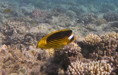 Chaetodon fasciatus