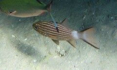 Cheilodipterus macrodon