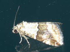 Maliattha amorpha