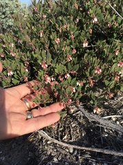 Arctostaphylos myrtifolia