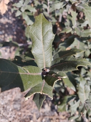 Quercus grisea
