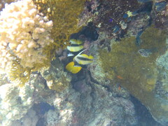 Heniochus intermedius