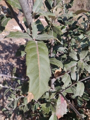 Quercus grisea