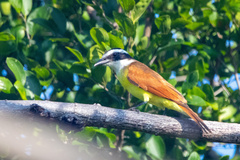 Pitangus sulphuratus