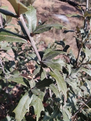 Quercus grisea